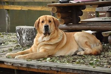 Image with missing alt attribute found on fotosik.pl