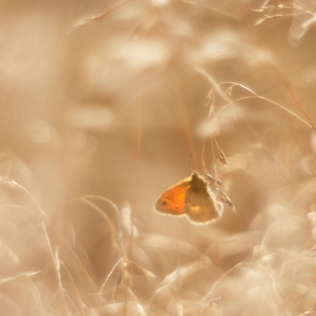 Image with missing alt attribute found on fotosik.pl