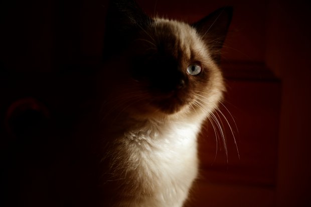 Image with missing alt attribute found on fotosik.pl