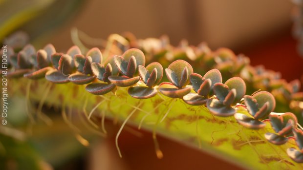 Kalanchoe daigremontiana