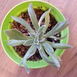 Can anyone help ID this plant? Thanks