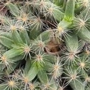 may I know its i.d.?