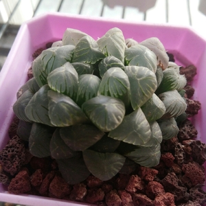 Image with missing alt attribute found on lrgarden.com