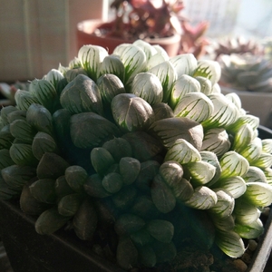 Image with missing alt attribute found on lrgarden.com