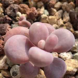 Image with missing alt attribute found on lrgarden.com