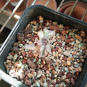 Image with missing alt attribute found on lrgarden.com