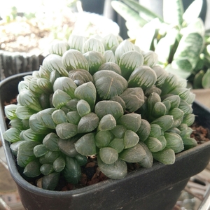 Image with missing alt attribute found on lrgarden.com