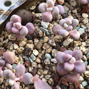 Image with missing alt attribute found on lrgarden.com