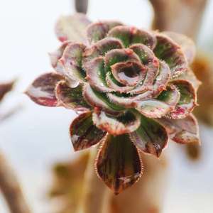 Image with missing alt attribute found on lrgarden.com