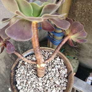 Image with missing alt attribute found on lrgarden.com