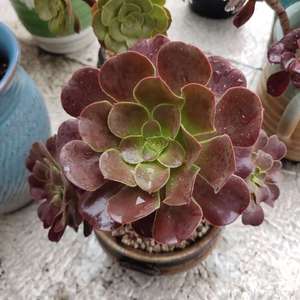 Image with missing alt attribute found on lrgarden.com