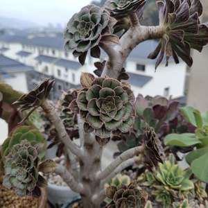 Image with missing alt attribute found on lrgarden.com