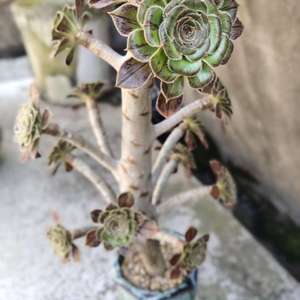 Image with missing alt attribute found on lrgarden.com