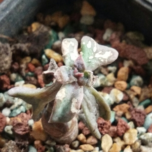 Image with missing alt attribute found on lrgarden.com