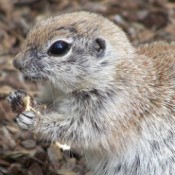 "Gotcha" (Chipmunk) - closeup