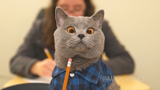 Image with missing alt attribute found on gamesfree.ca