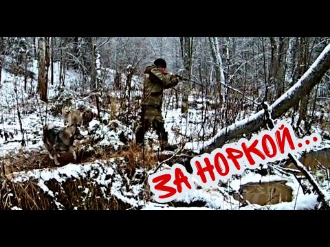 Охота на норку видео с лайками 2019