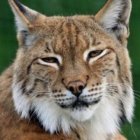 Image with missing alt attribute found on urbandaddy.com