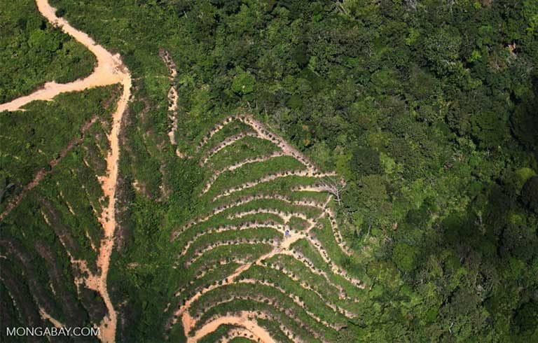 Image with missing alt attribute found on mongabay.com