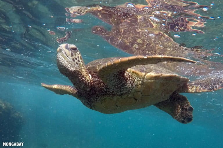 Image with missing alt attribute found on mongabay.com