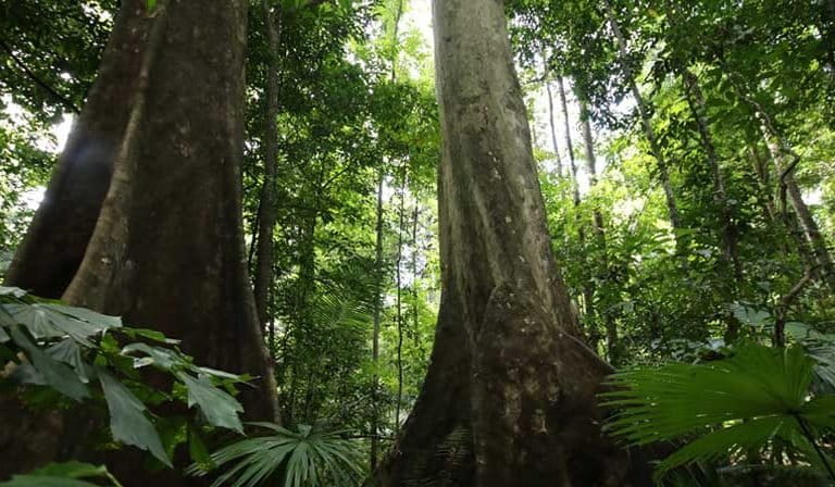 Image with missing alt attribute found on mongabay.com