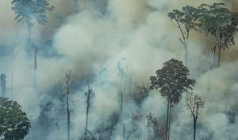 Image with missing alt attribute found on mongabay.com