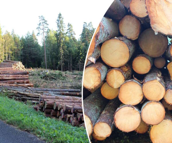 l&auml;gsta slutavverknings&aring;lder