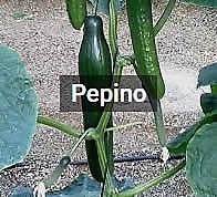 Image with missing alt attribute found on infoagro.com