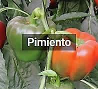 Image with missing alt attribute found on infoagro.com