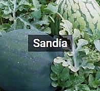 Image with missing alt attribute found on infoagro.com