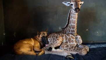 Image with missing alt attribute found on intriper.com