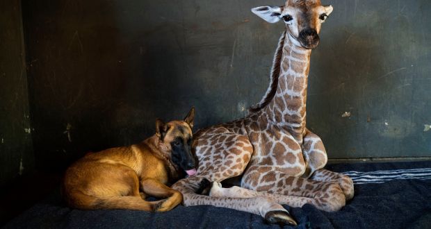 Image with missing alt attribute found on intriper.com