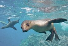 Photo of 12 Lugares Tur&iacute;sticos en Gal&aacute;pagos para Visitar