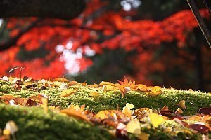 Image with missing alt attribute found on japan-guide.com