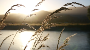 Image with missing alt attribute found on jlcollinsnh.com