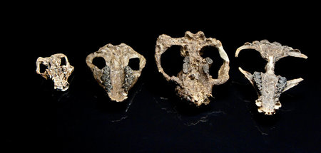 Image with missing alt attribute found on jungewelt.de