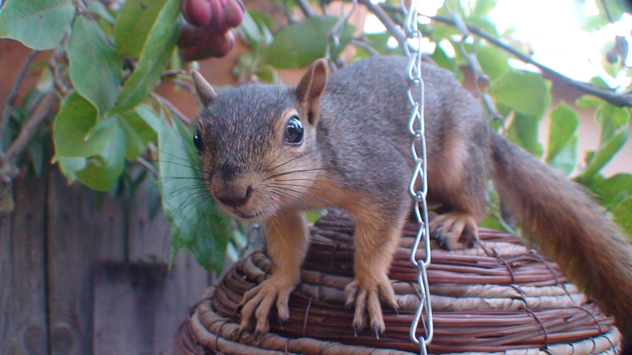 Image with missing alt attribute found on junkemailfilter.com