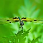 Chuồn chuồn bay vào nhà là điềm gì, đánh số nào sẽ gặp may mắn