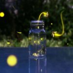 Đom đóm bay vào nhà là điềm gì, những con số liên quan