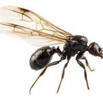 Kiến cánh bay vào nhà là điềm gì, đánh con gì sẽ trúng lớn