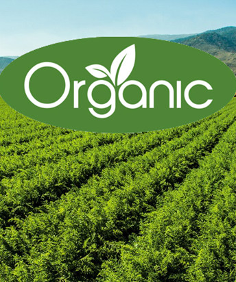 Image with missing alt attribute found on knacert.com.vn