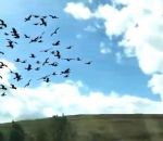 vid&eacute;o send nudes oiseau ralenti slow motion