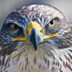 Image with missing alt attribute found on kremenchug.ua