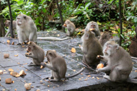 Image with missing alt attribute found on lamenteesmaravillosa.com