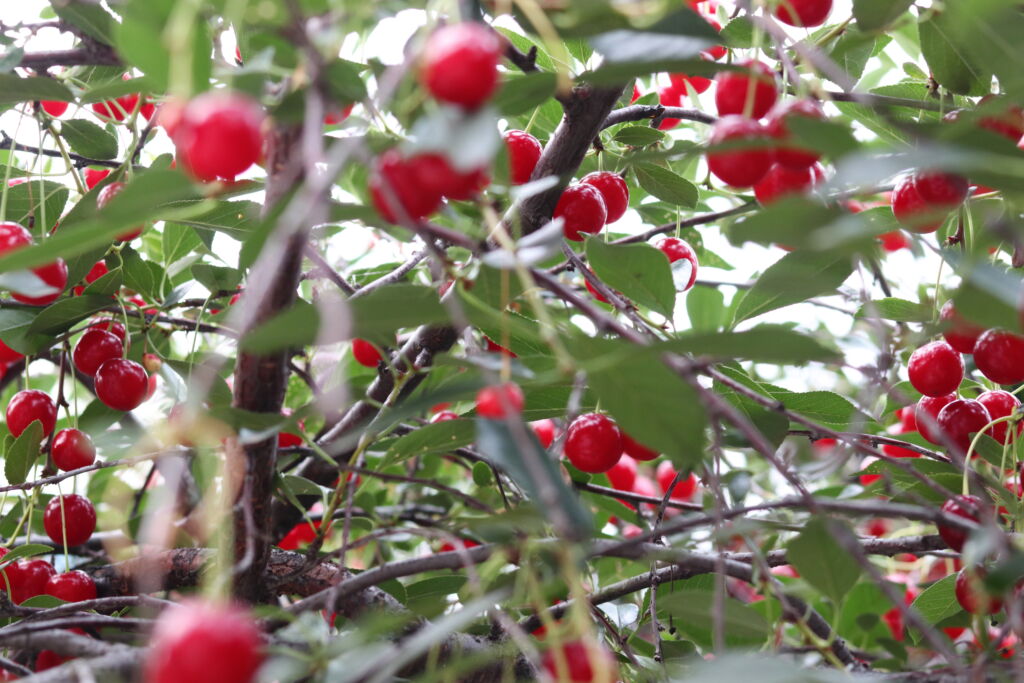 Image with missing alt attribute found on leadinlife.info