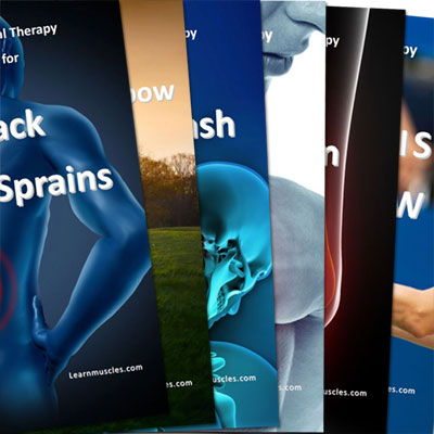 Image with missing alt attribute found on learnmuscles.com