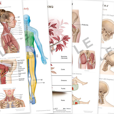 Image with missing alt attribute found on learnmuscles.com