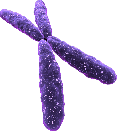 LifeTein Biotinylated Peptides