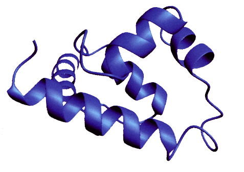 LifeTein Protein Structure