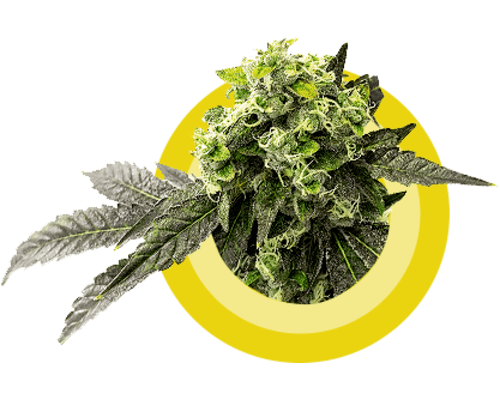 Image with missing alt attribute found on lowpricebud.co